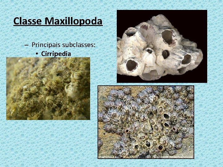Classe Maxillopoda – Principais subclasses: • Cirripedia 