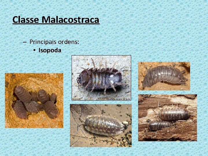 Classe Malacostraca – Principais ordens: • Isopoda 