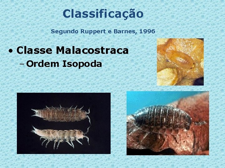 Classificação Segundo Ruppert e Barnes, 1996 • Classe Malacostraca – Ordem Isopoda 