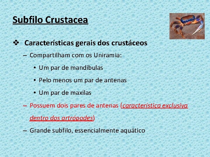 Subfilo Crustacea v Características gerais dos crustáceos – Compartilham com os Uniramia: • Um