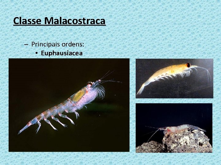 Classe Malacostraca – Principais ordens: • Euphausiacea 