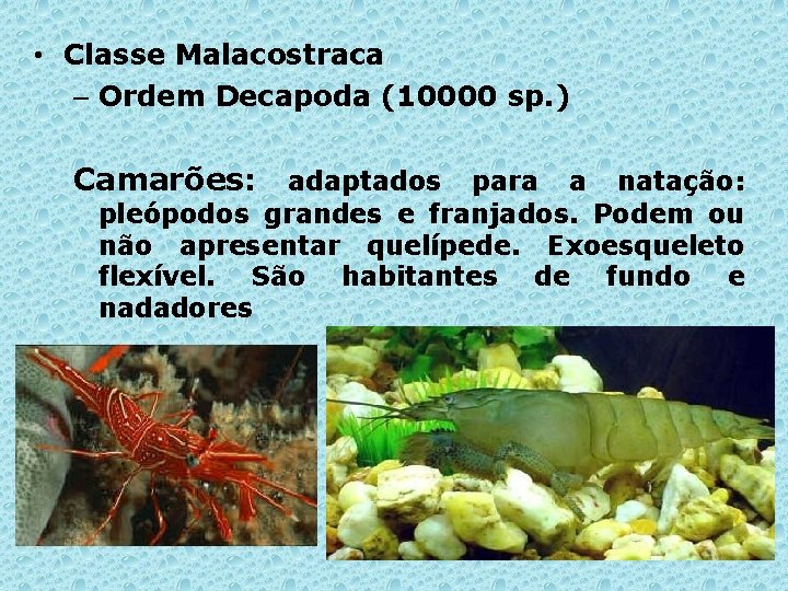  • Classe Malacostraca – Ordem Decapoda (10000 sp. ) Camarões: adaptados para a