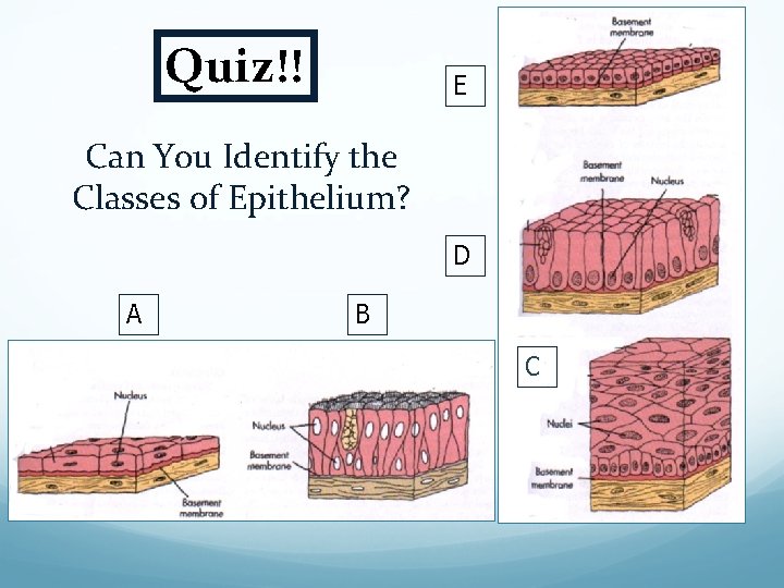 Quiz!! E Can You Identify the Classes of Epithelium? D A B C 