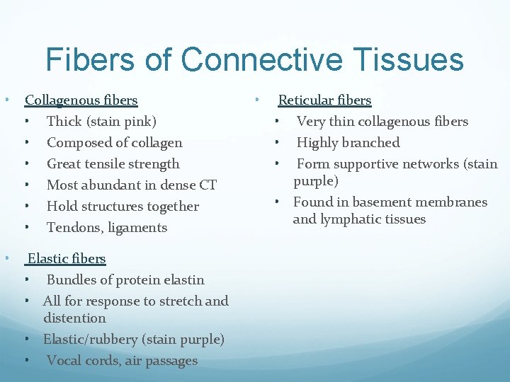 Fibers of Connective Tissues • Collagenous fibers • Thick (stain pink) • Composed of