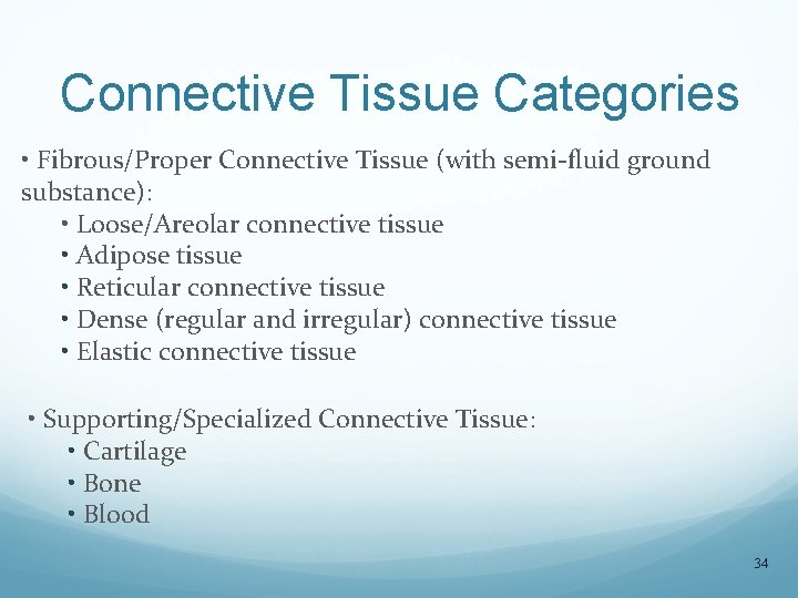 Connective Tissue Categories • Fibrous/Proper Connective Tissue (with semi-fluid ground substance): • Loose/Areolar connective