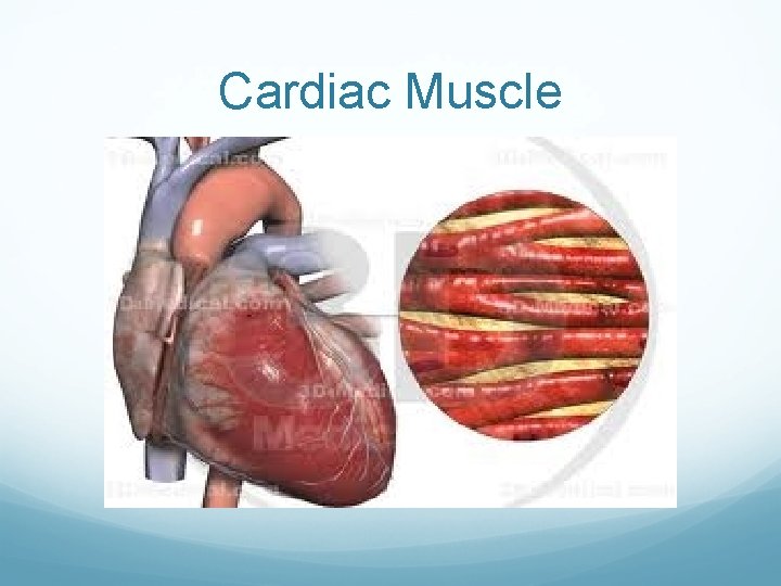 Cardiac Muscle 