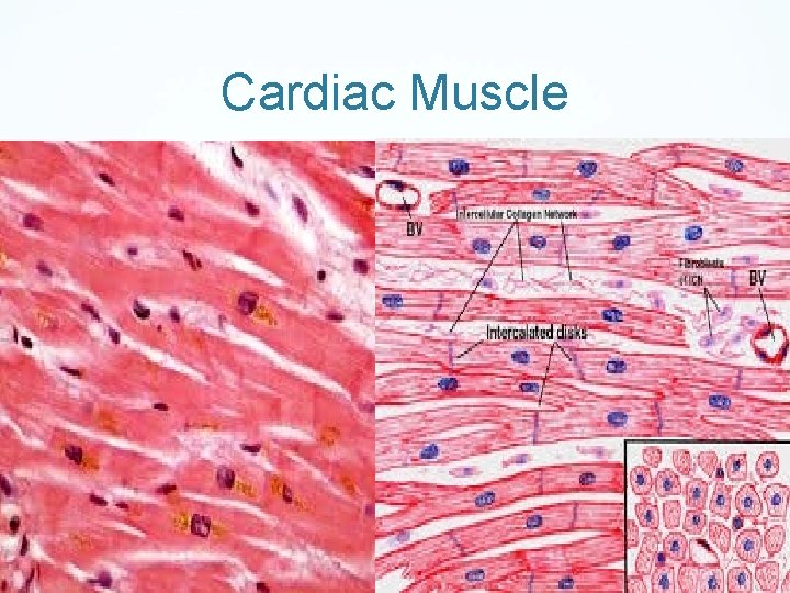 Cardiac Muscle 