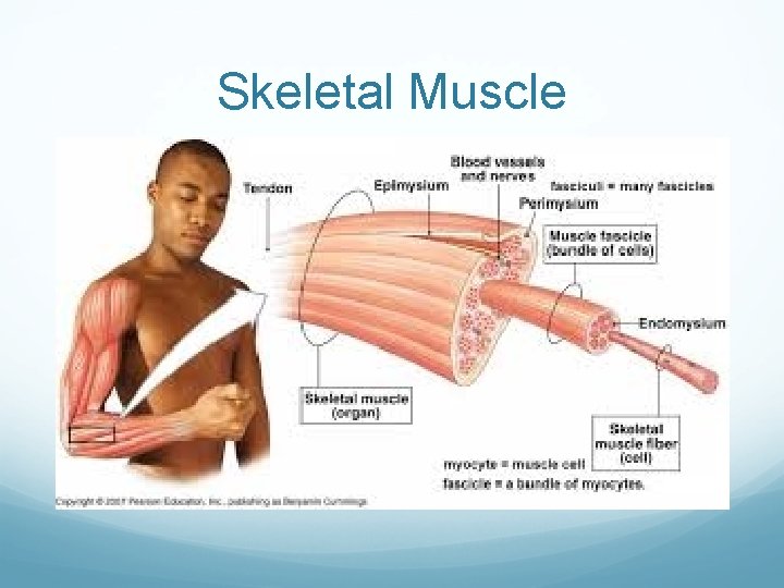 Skeletal Muscle 