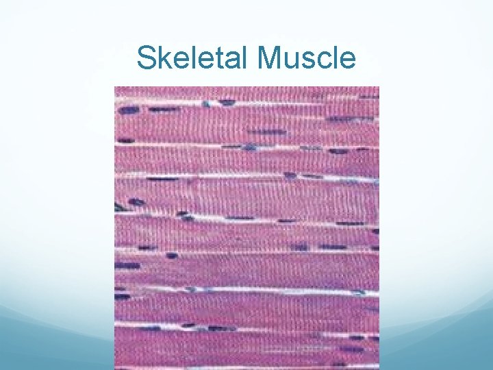 Skeletal Muscle 