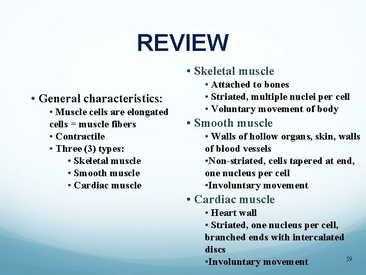 REVIEW • Skeletal muscle • General characteristics: • Muscle cells are elongated cells =