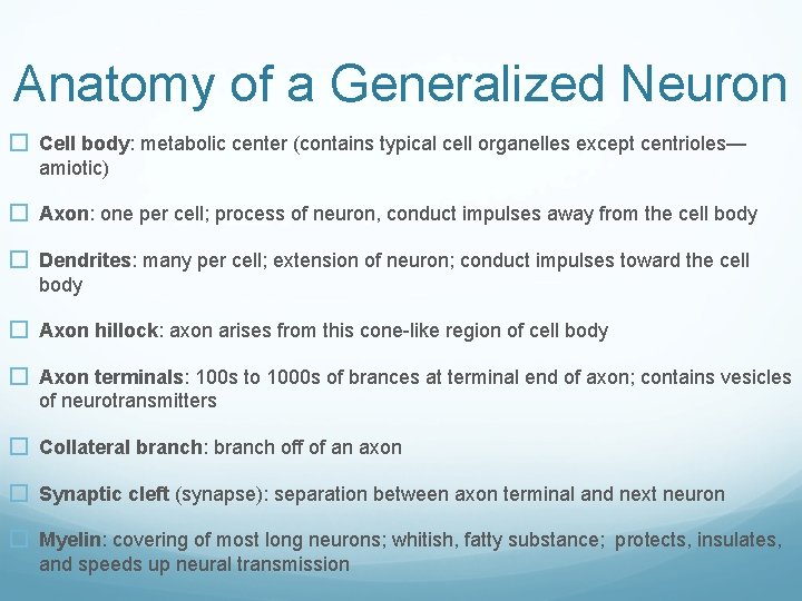 Anatomy of a Generalized Neuron � Cell body: metabolic center (contains typical cell organelles