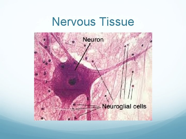 Nervous Tissue 