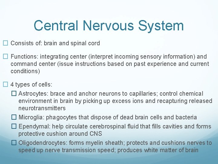 Central Nervous System � Consists of: brain and spinal cord � Functions: integrating center
