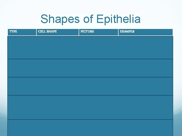 Shapes of Epithelia TYPE CELL SHAPE PICTURE EXAMPLE Squamous Squashed Endothelium (lines blood vessels)
