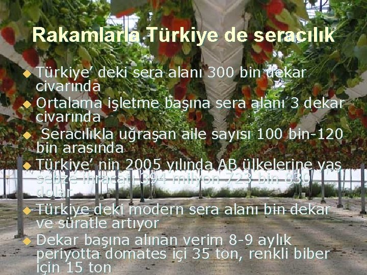 Rakamlarla Türkiye de seracılık Türkiye’ deki sera alanı 300 bin dekar civarında u Ortalama