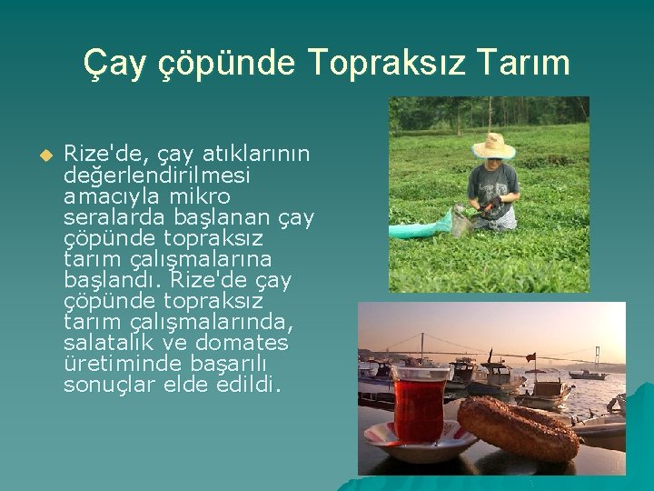 Çay çöpünde Topraksız Tarım u Rize'de, çay atıklarının değerlendirilmesi amacıyla mikro seralarda başlanan çay