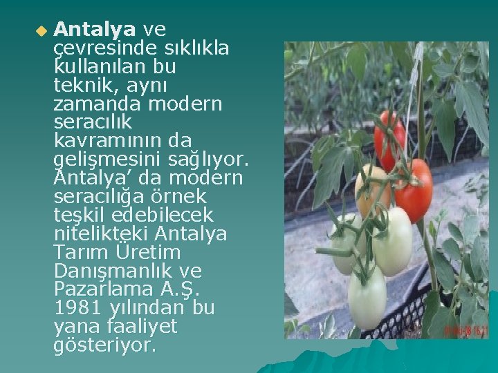 u Antalya ve çevresinde sıklıkla kullanılan bu teknik, aynı zamanda modern seracılık kavramının da