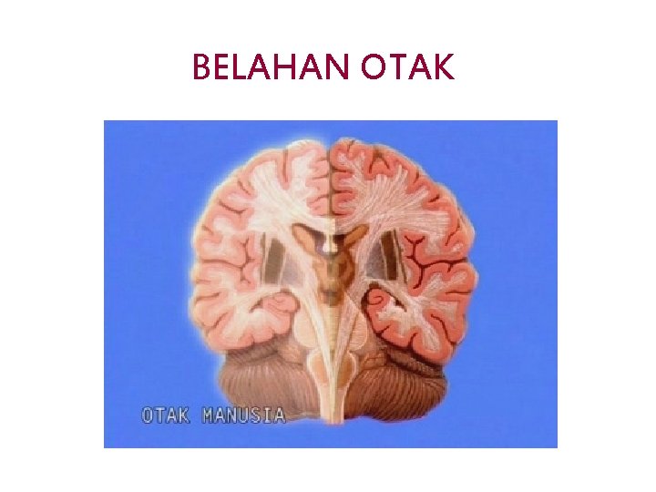 BELAHAN OTAK 