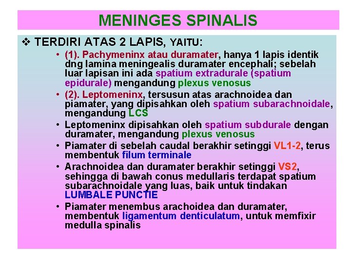 MENINGES SPINALIS v TERDIRI ATAS 2 LAPIS, YAITU: • (1). Pachymeninx atau duramater, hanya