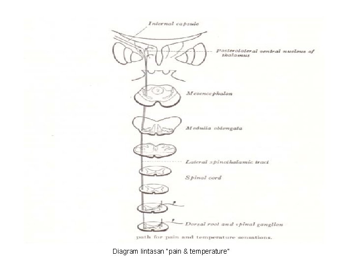 Diagram lintasan “pain & temperature” 