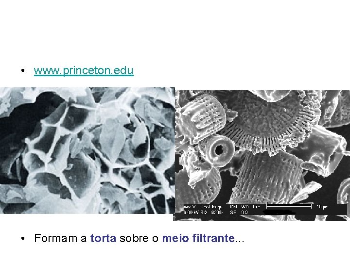  • www. princeton. edu • Formam a torta sobre o meio filtrante. .