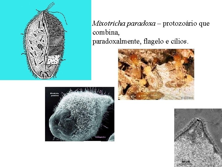 Mixotricha paradoxa – protozoário que combina, paradoxalmente, flagelo e cílios. 