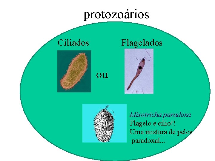 protozoários Ciliados Flagelados ou Mixotricha paradoxa Flagelo e cílio!! Uma mistura de pelos paradoxal.