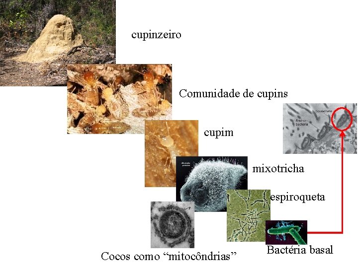 cupinzeiro Comunidade de cupins cupim mixotricha espiroqueta Cocos como “mitocôndrias” Bactéria basal 