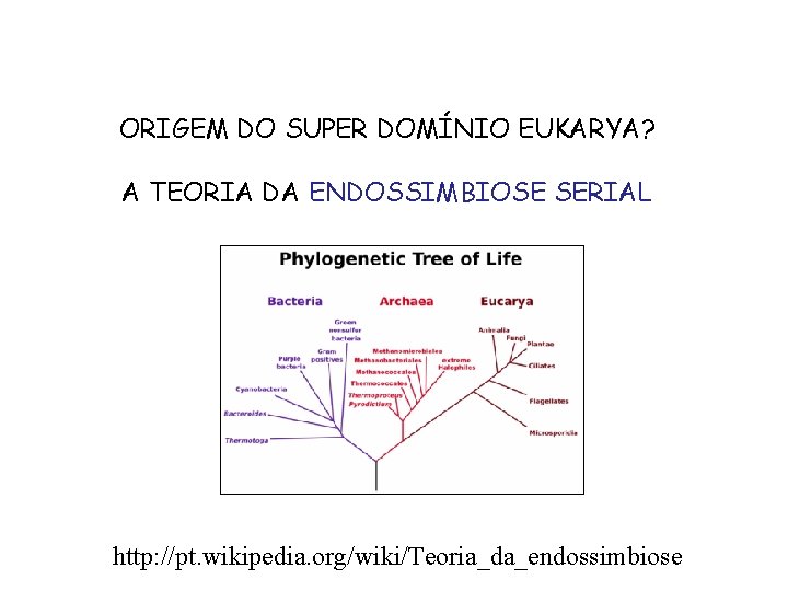 ORIGEM DO SUPER DOMÍNIO EUKARYA? A TEORIA DA ENDOSSIMBIOSE SERIAL http: //pt. wikipedia. org/wiki/Teoria_da_endossimbiose