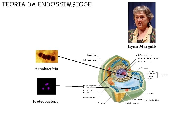 TEORIA DA ENDOSSIMBIOSE Lynn Margulis cianobactéria Proteobactéria 