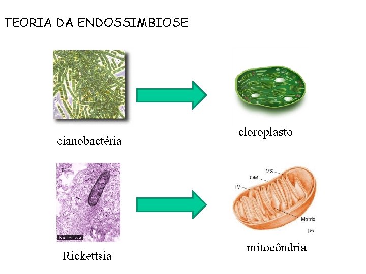 TEORIA DA ENDOSSIMBIOSE cianobactéria Rickettsia cloroplasto mitocôndria 