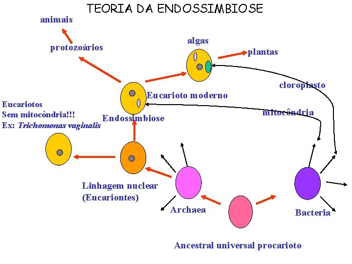 animais TEORIA DA ENDOSSIMBIOSE algas protozoários plantas Eucarioto moderno Eucariotos Sem mitocôndria!!! Endossimbiose Ex: