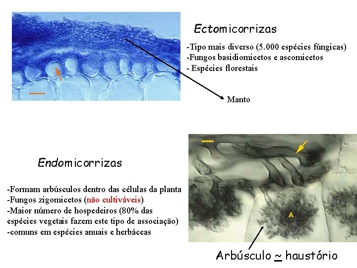 Ectomicorrizas Ecto -Tipo mais diverso (5. 000 espécies fúngicas) -Fungos basidiomicetos e ascomicetos -