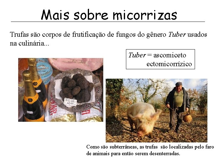 Mais sobre micorrizas Trufas são corpos de frutificação de fungos do gênero Tuber usados