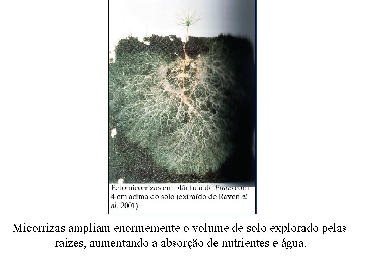 Micorrizas ampliam enormemente o volume de solo explorado pelas raízes, aumentando a absorção de