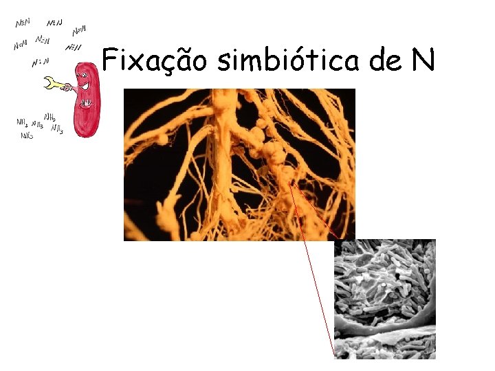 Fixação simbiótica de N 