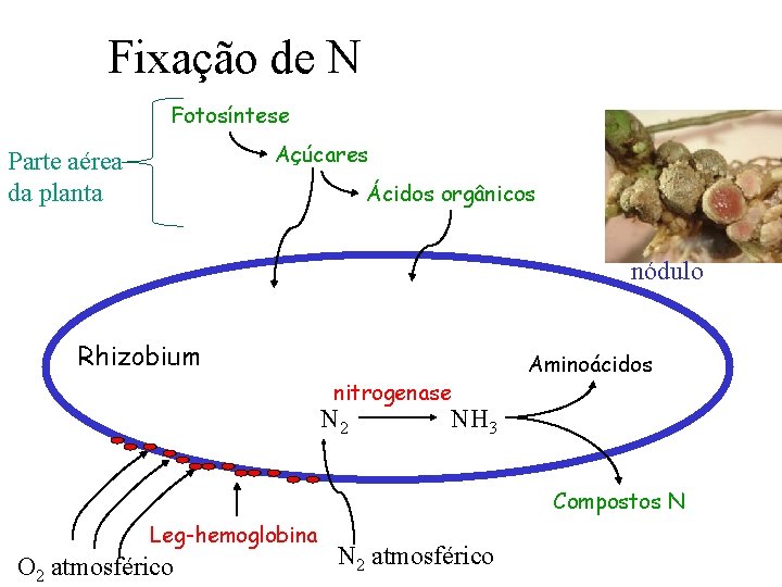 Fixação de N Fotosíntese Açúcares Parte aérea da planta Ácidos orgânicos nódulo Rhizobium nitrogenase