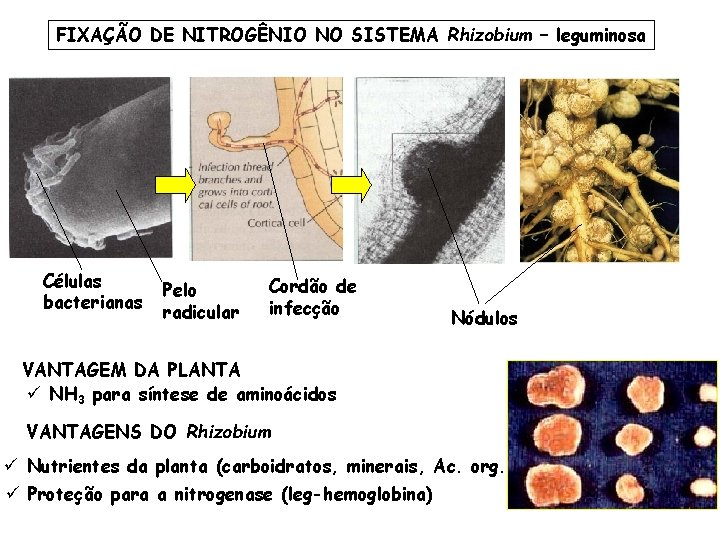 FIXAÇÃO DE NITROGÊNIO NO SISTEMA Rhizobium – leguminosa Células bacterianas Pelo radicular Cordão de