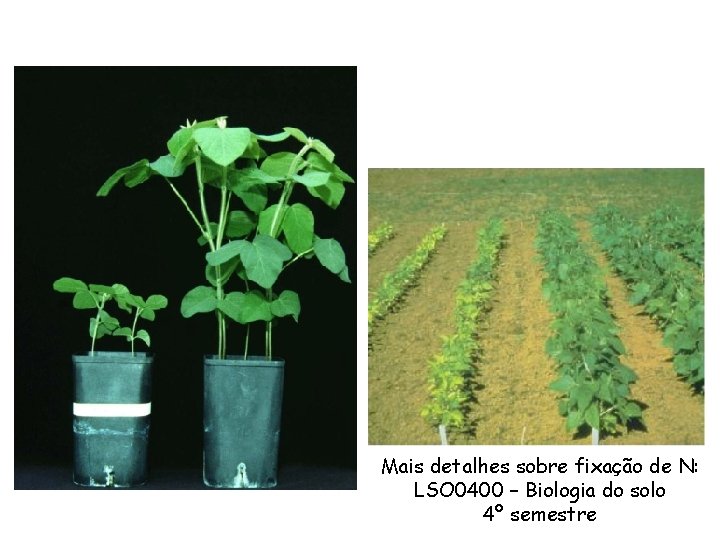 Mais detalhes sobre fixação de N: LSO 0400 – Biologia do solo 4º semestre