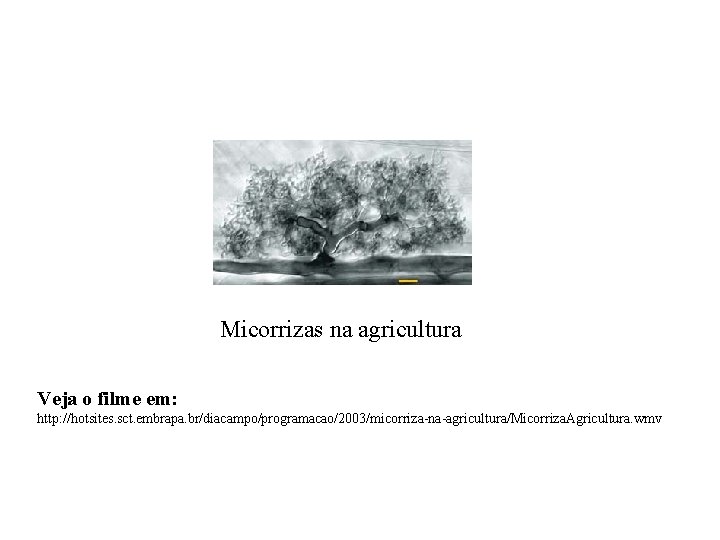 Micorrizas na agricultura Veja o filme em: http: //hotsites. sct. embrapa. br/diacampo/programacao/2003/micorriza-na-agricultura/Micorriza. Agricultura. wmv