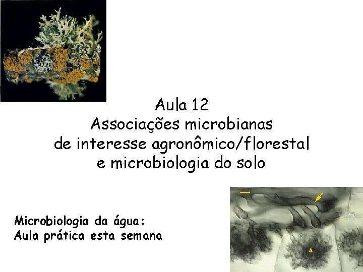 Aula 12 Associações microbianas de interesse agronômico/florestal e microbiologia do solo Microbiologia da água:
