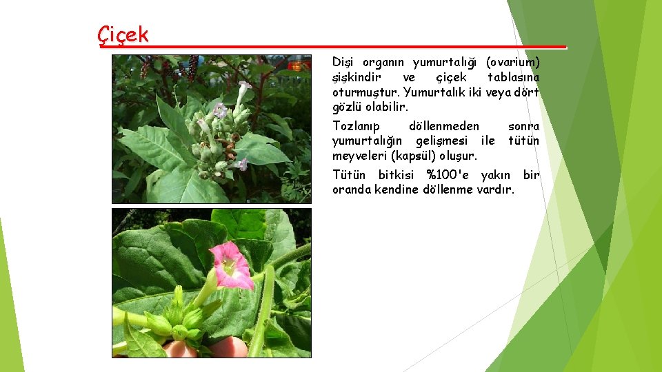 Çiçek Dişi organın yumurtalığı (ovarium) şişkindir ve çiçek tablasına oturmuştur. Yumurtalık iki veya dört