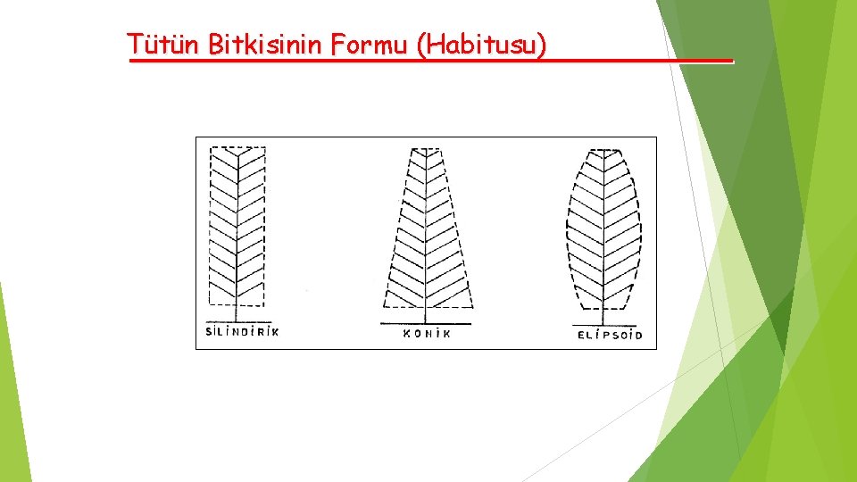 Tütün Bitkisinin Formu (Habitusu) 