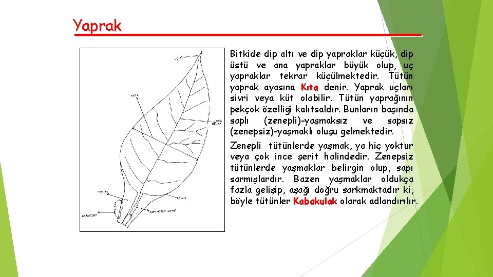 Yaprak Bitkide dip altı ve dip yapraklar küçük, dip üstü ve ana yapraklar büyük