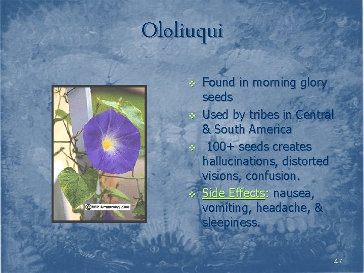 Ololiuqui v v Found in morning glory seeds Used by tribes in Central &