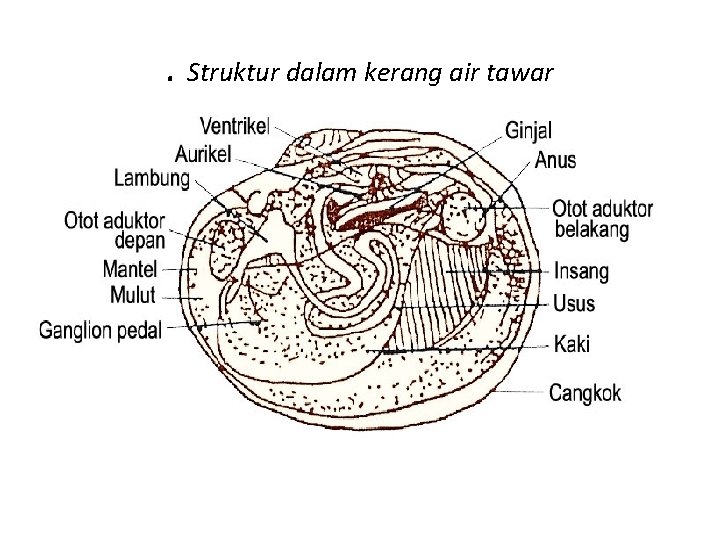 . Struktur dalam kerang air tawar 