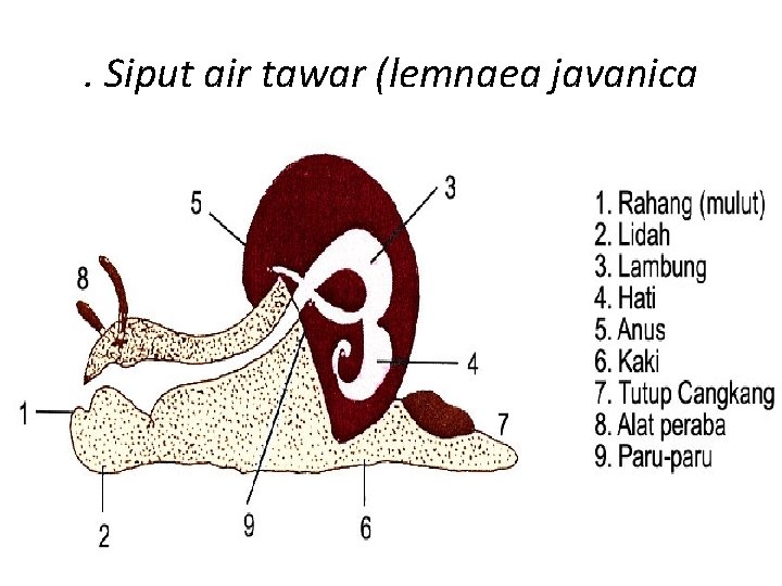 . Siput air tawar (lemnaea javanica 