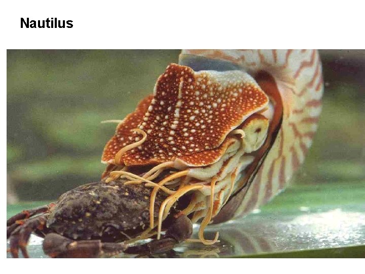 Nautilus 