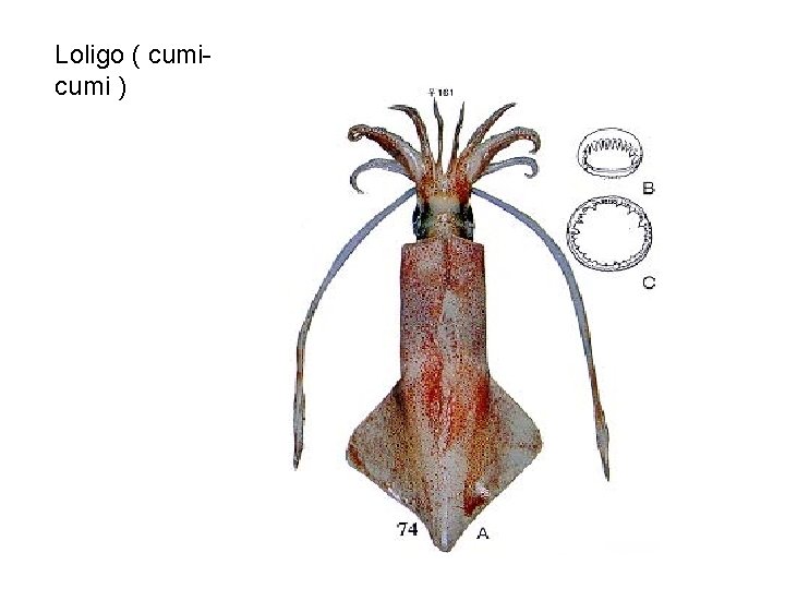 Loligo ( cumi ) 