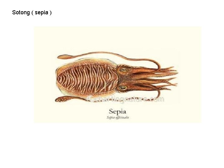 Sotong ( sepia ) 